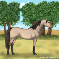 Horse Color:Bay Dun