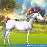 Horse Color:White Spotted Liver Chestnut Appaloosa 