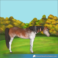 Horse Color:White Spotted Bay 