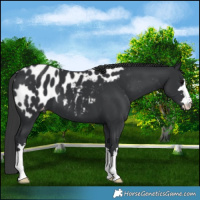 Horse Color:Black Appaloosa