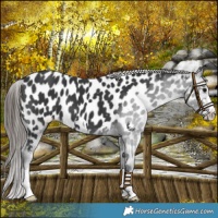 Horse Color:Black Near Leopard