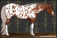 Horse Color:Silver Bay Appaloosa 