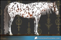 Horse Color:Brown Near Leopard 