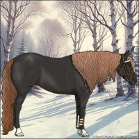 Horse Color:Liver Chestnut 