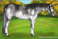 Horse Color:White Spotted Brown Splash 