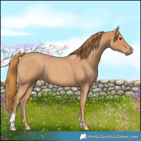 Horse Color:Red Roan 