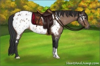 Horse Color:Bay Appaloosa Rabicano 