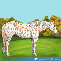Horse Color:Chestnut Near Leopard 