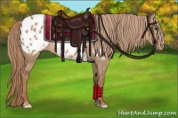 Horse Color:Red Dun Appaloosa 