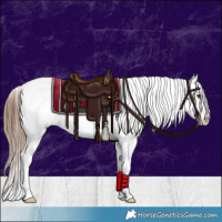 Horse Color:Red Dun Sabino Appaloosa 