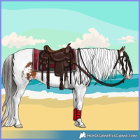 Horse Color:Bay Sabino Splash Tobiano 