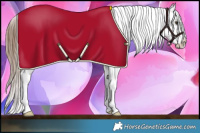 Horse Color:Red Dun Sabino Tobiano Appaloosa