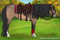 Horse Color:Bay Dun Sabino 