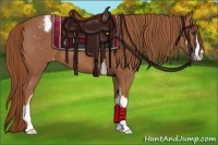 Horse Color:Chestnut Sabino Appaloosa