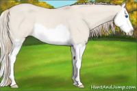 Horse Color:Smoky Creme Dun Sabino Splash Rabicano 