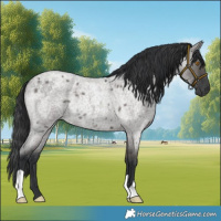 Horse Color:Grullo Roan Rabicano 