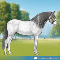 Horse Color:Smoky Grullo Roan Sabino 