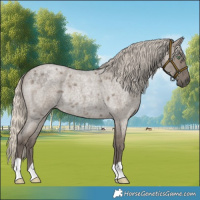 Horse Color:Silver Smoky Grullo Roan Rabicano 