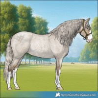Horse Color:Silver Smoky Grullo Roan Rabicano 