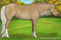 Horse Color:Silver Smoky Blue Roan 