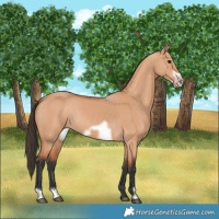 Horse Color:Bay Dun Frame 