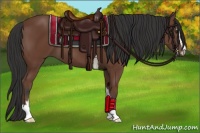 Horse Color:Bay Sabino 