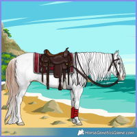 Horse Color:Bay Dun Sabino Appaloosa 