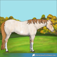 Horse Color:Red Dun Roan Splash Frame Rabicano 