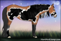 Horse Color:Bay Frame 