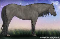 Horse Color:Grullo 