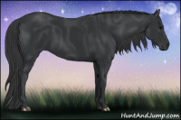 Horse Color:Black 