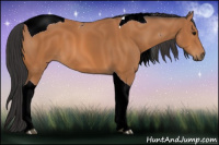 Horse Color:Bay Tobiano 