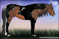 Horse Color:Bay Tobiano 