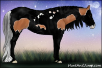Horse Color:Bay Splash Tobiano