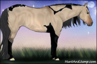 Horse Color:Bay Dun Tobiano 