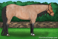 Horse Color:Bay Roan 