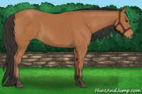 Horse Color:Bay 