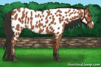 Horse Color:Bay Appaloosa 