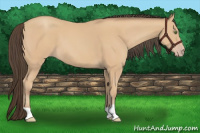 Horse Color:Amber Champagne 