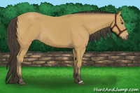 Horse Color:Buckskin