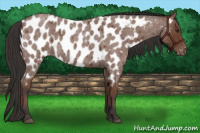 Horse Color:Bay Roan Near Leopard 