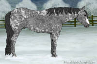 Horse Color:Black Ice 