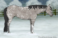 Horse Color:Grullo Ice 