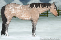 Horse Color:Brown Ice Dun