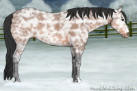 Horse Color:Bay Ice
