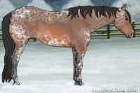 Horse Color:Bay Ice 