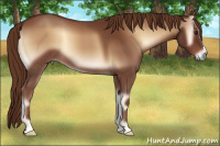 Horse Color:Red Onyx 