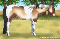 Horse Color:Bay Onyx Tobiano Rabicano 