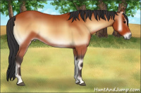 Horse Color:Bay Onyx 