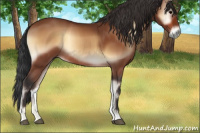 Horse Color:Bay Onyx Rabicano 